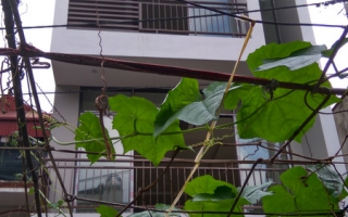 Thi công cầu thang kính cường lực tay vịn gỗ lim lào Vĩnh Yên Vĩnh Phúc